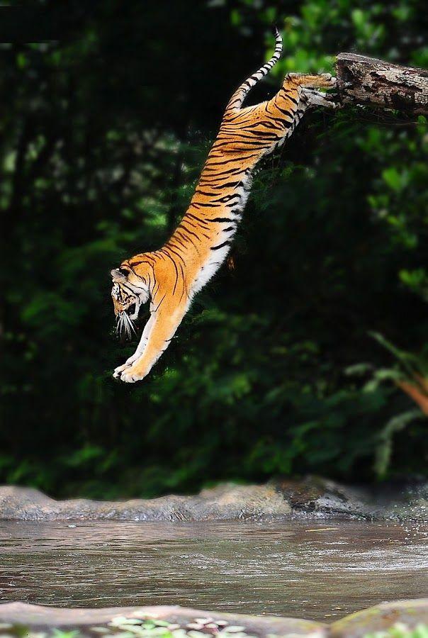 Jumping tiger