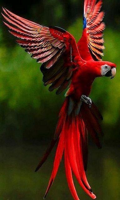 Parrot red bird