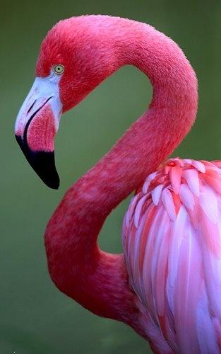 Flamingo.