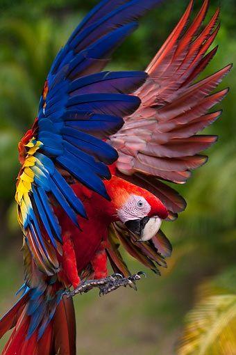 Scarlet macaw