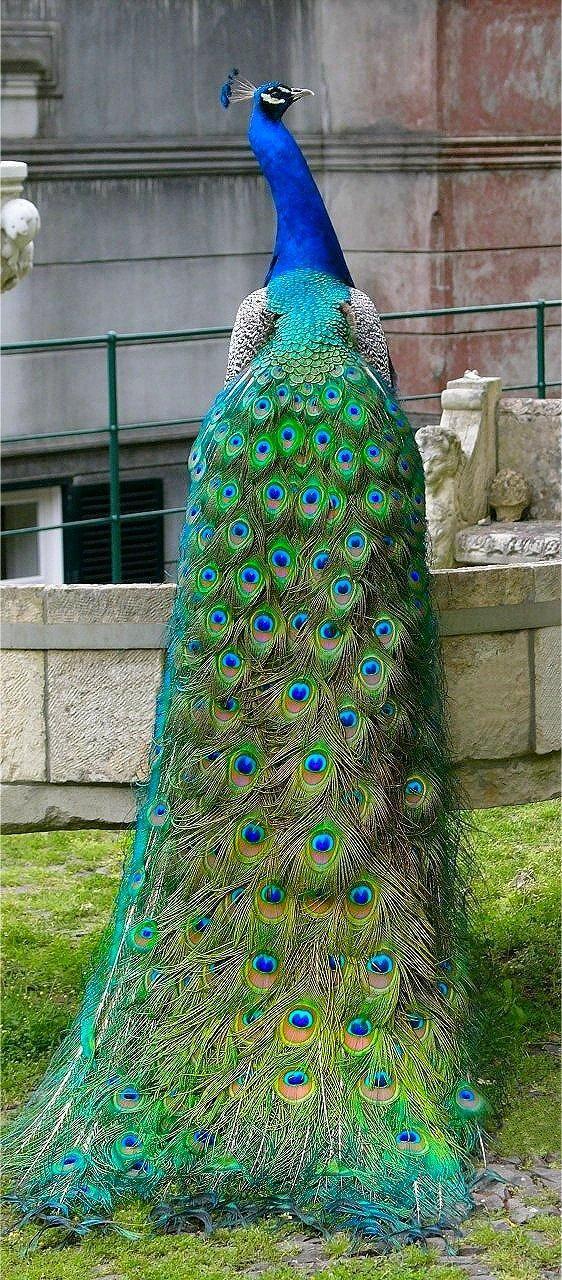 Beautiful peacock