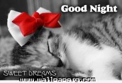 Good night kitty hd wallpaper