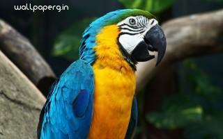 Amazing parrot