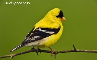 American goldfinch