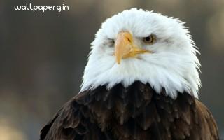 Bald eagle hd wide