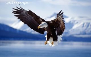 Bald eagle in flight alaska