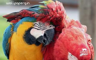 Best friends macaws