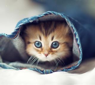 Cute kitten hd image