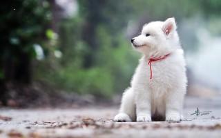 Pomeranian white dog image