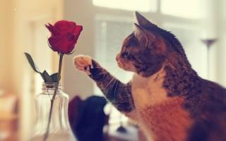 Sweet cat with rose image