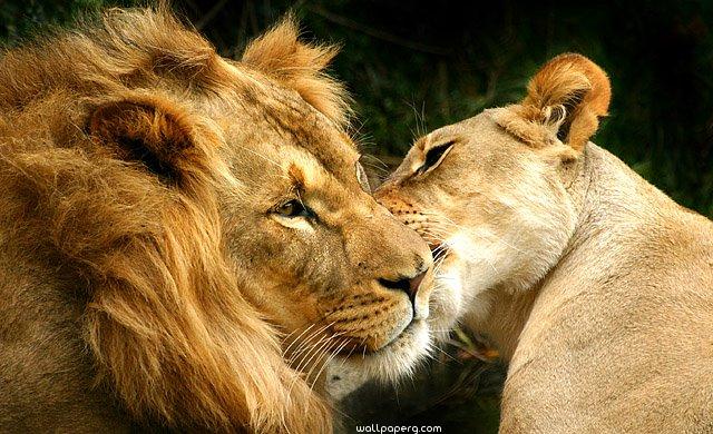 Image of lion and lioness love