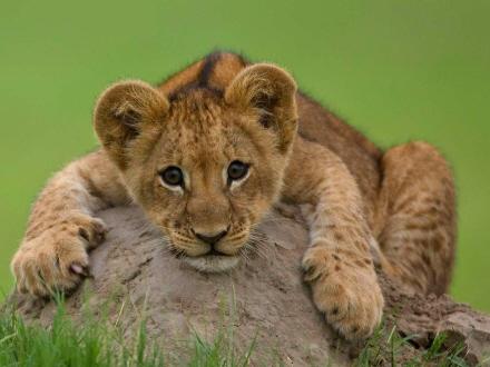 Baby wild tiger