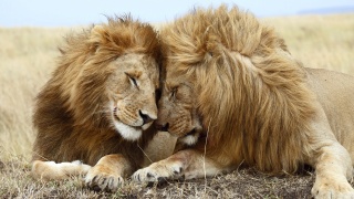 Lion couple wild animal wallpaper