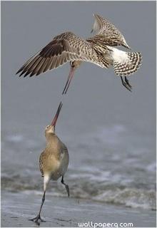 Bar tailed godwits