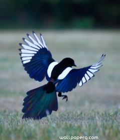 The magpie