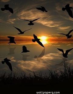 Lovely birds at sunset on the water