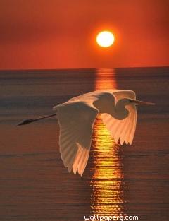 Bird at the time of sunset