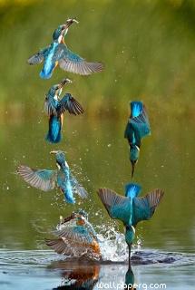 Agile kingfisher swiftly & stealthfully swoops in on prey