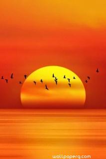 Amazing sunset with birds