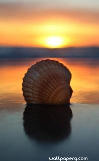 Sunset with shell