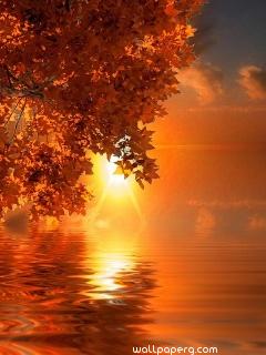 Orange leaves sunset