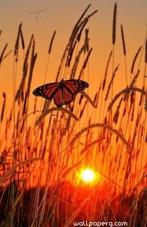 Butterfly and the sunset