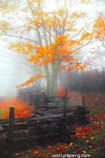 Autumn mist