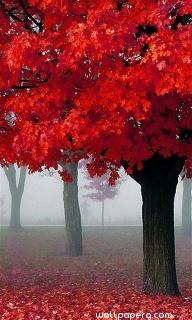 Red leaves of autumn