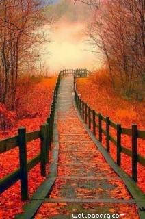 Autumn path of love