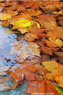 Autumn leaves image