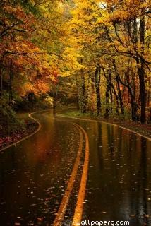 Autumn and rainy path