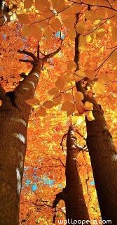 Yellow leaves of autumn