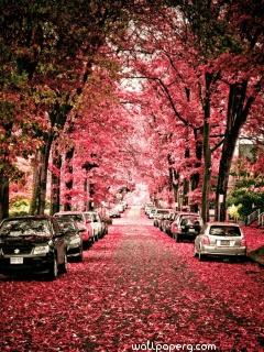 Pink leaves of autumn