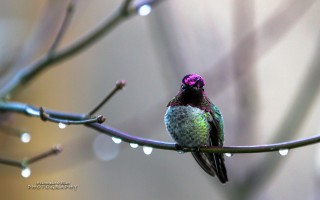 Annas hummingbird