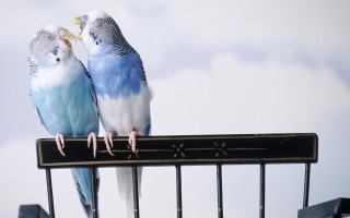 Cantankerous parakeets