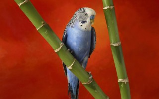 Colorful budgerigar