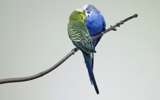 Kissing budgies