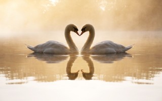 Loving swans