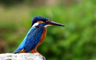 Kingfisher bird