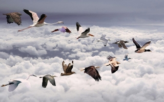 All birds widescreen