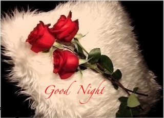 Good night rose image
