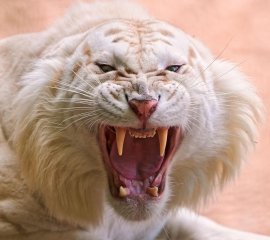 Angry white tiger