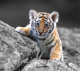 Baby tiger