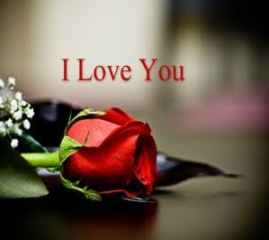 Red rose i love you quote