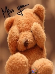 Miss teddy bear