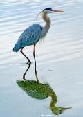 Reflection of the bird image