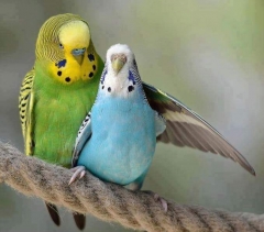 Blue and green parrot