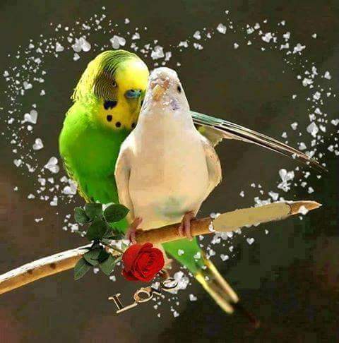 Colourful love parrots