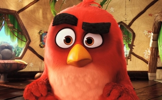 Rivio angry bird close up wallpaper