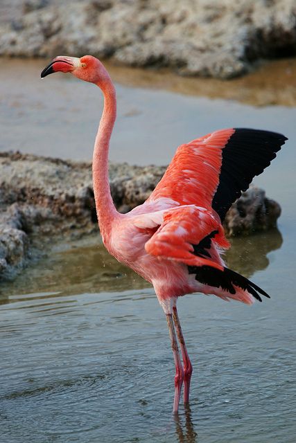 Orange flamingo